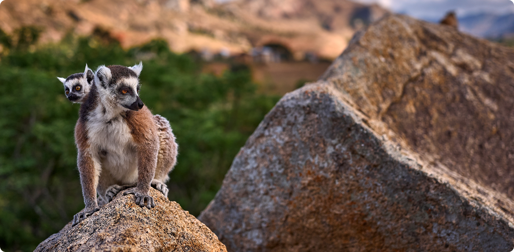 Exotische Tiere entdecken - Lagoon Travel